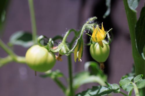 tomato flower blurry background