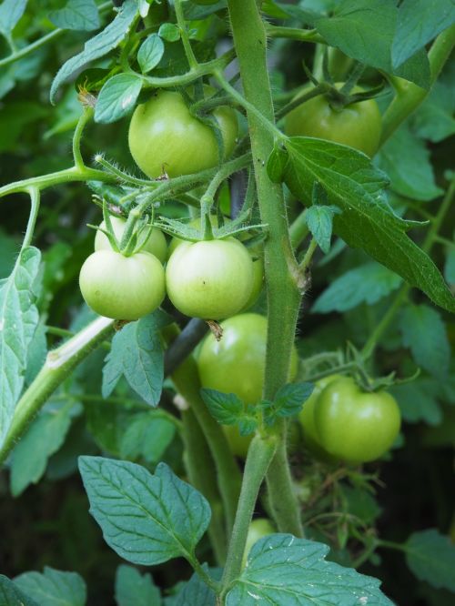 tomato immature green