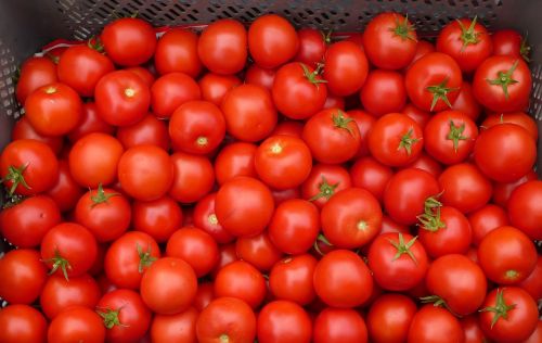 tomato red vegetable