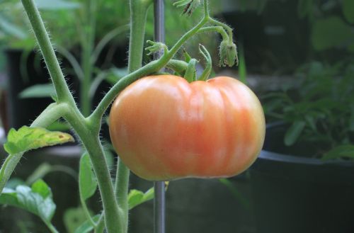 tomato food nutrition