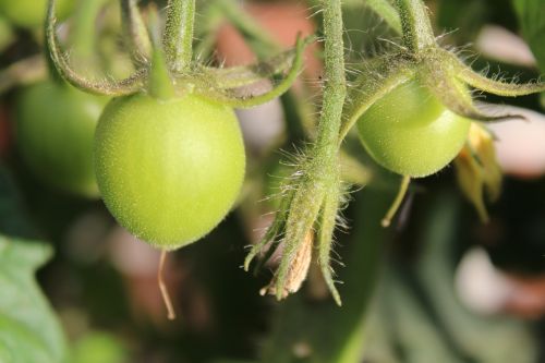 tomato plant green