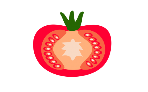 tomato tomatoes vector