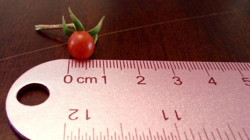 tomato tiny ruler
