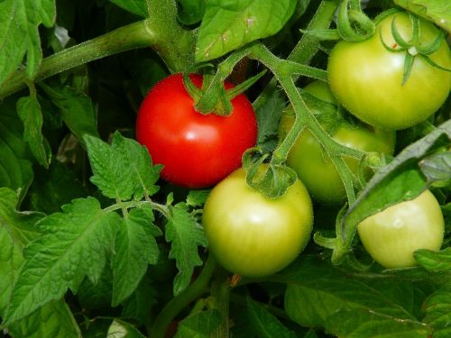 tomato maturity level bush tomatoes