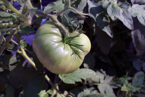 tomato ripening plant