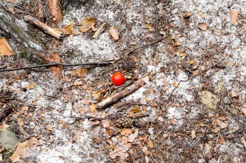 tomato rest picnic