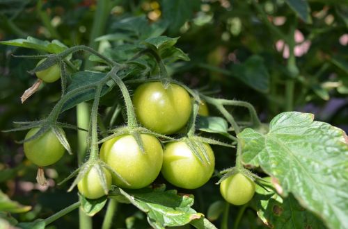 tomato summer vegetable