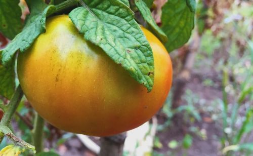 tomato garden ogrrod