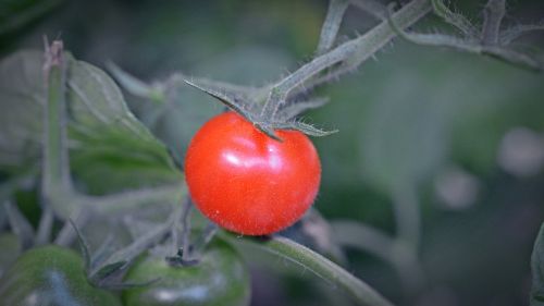 tomato plant food