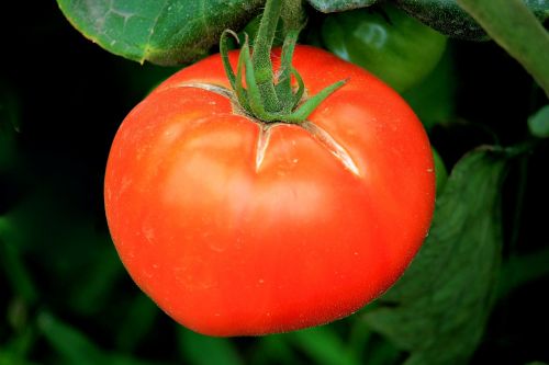 tomato red vegetables