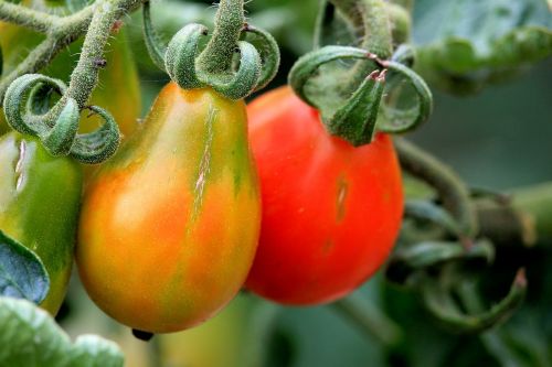 tomato red vegetables