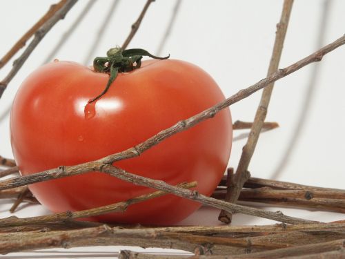 tomato red tomatoes close-up