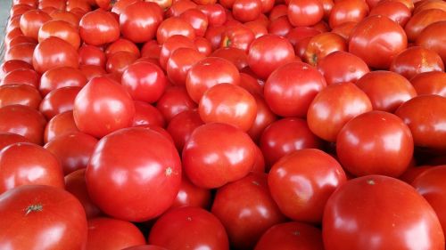 tomato red ripe