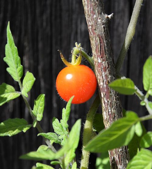 tomato ripe red