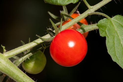 tomato solanum lycopersicum paradeisapfel