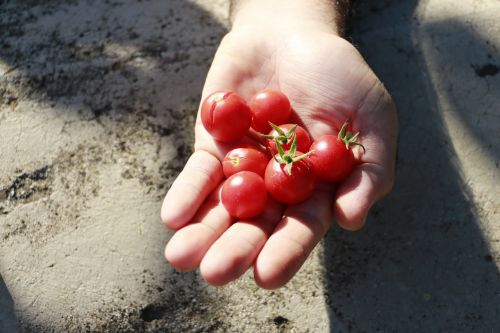 tomato red village