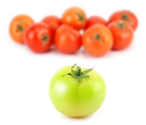 tomato food vegetable