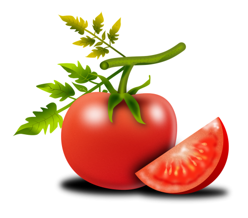 tomato fruit solanum lycopersicum