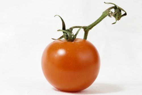 tomato bush tomato panicle