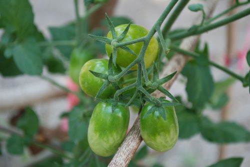 tomato vegetable kitchen garden