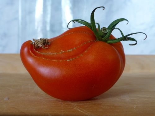 tomato strange red