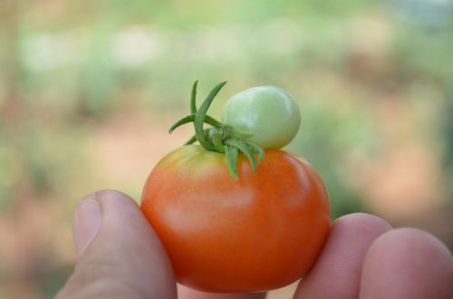 tomato organic farm