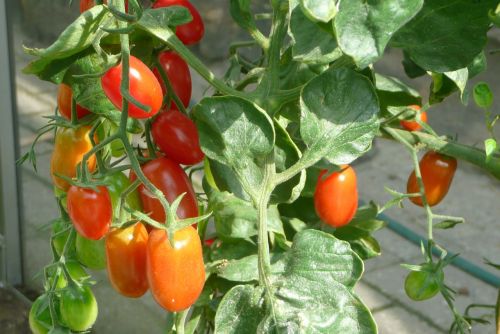 tomato vine-ripened tomato fresh