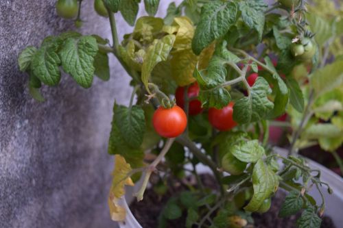 tomato cherry vegetables