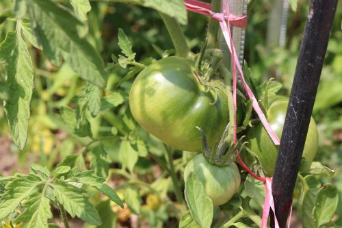 tomato fruit