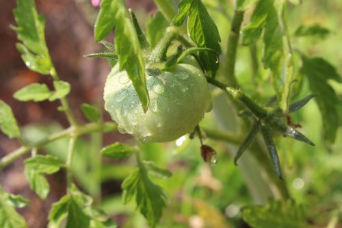 tomato fruit