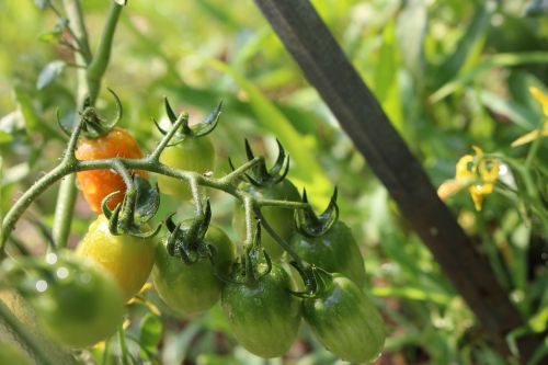 tomato fruit