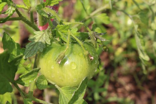 tomato fruit