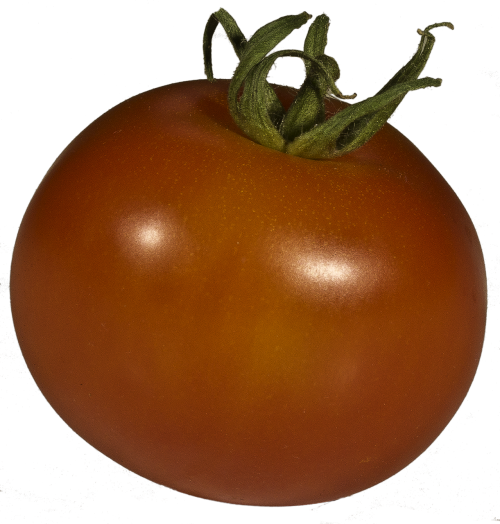 tomato grown solanum lycopersicum