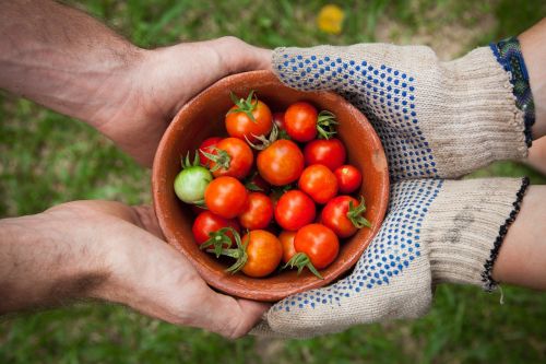 tomato tomatoes berry