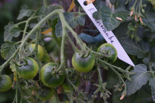 tomato tomatoes cultivation