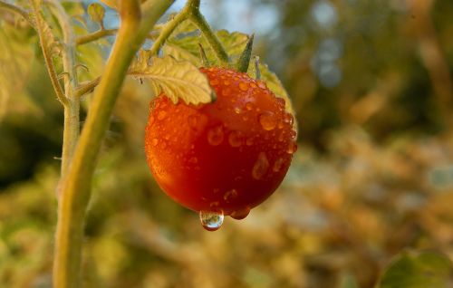 tomato vegetable garden dew