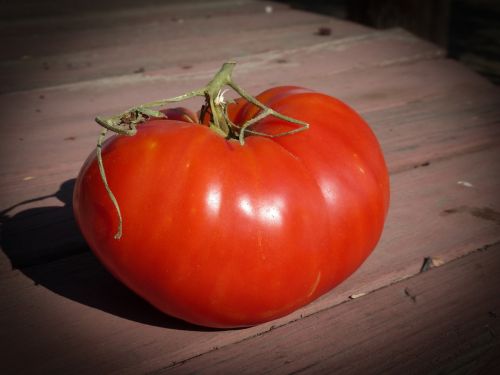 tomato red organic