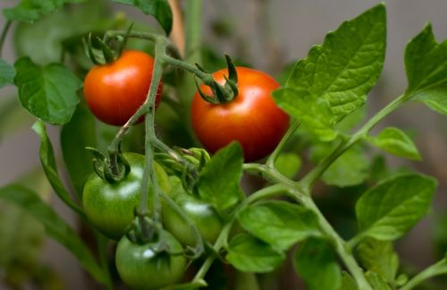 tomato crops fruit