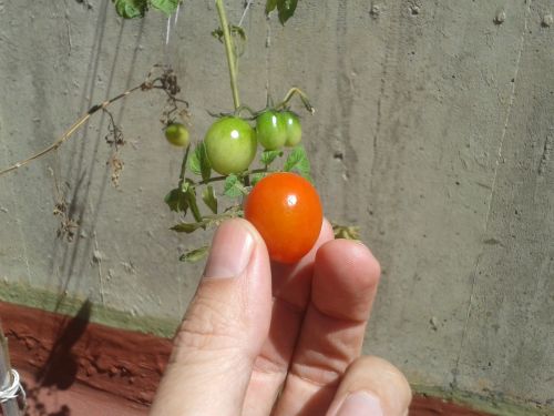 tomato garden close-up