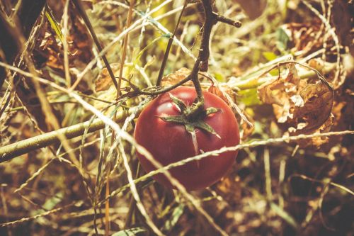 tomato red vegetation