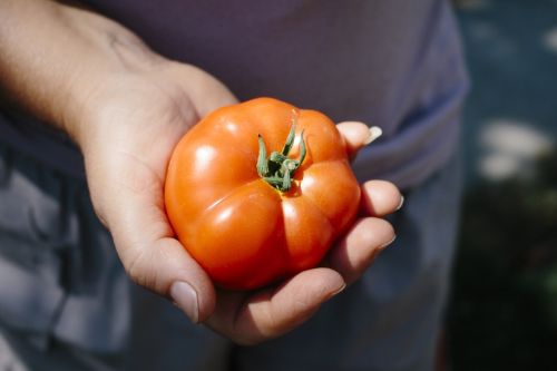 tomato vegetables summer vegetable