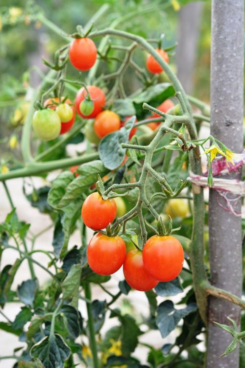 tomato tomatoes cherry tomatoes