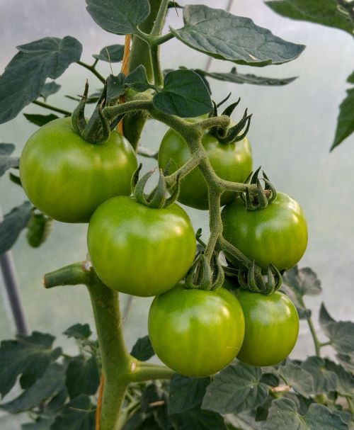 tomato green tomato plant