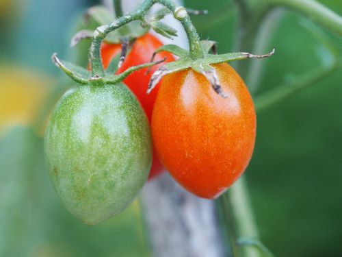 tomato nature vegetables