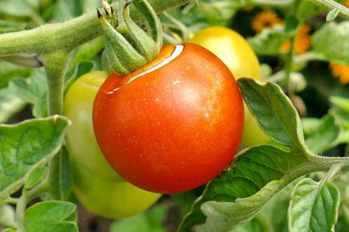 tomato fruit red