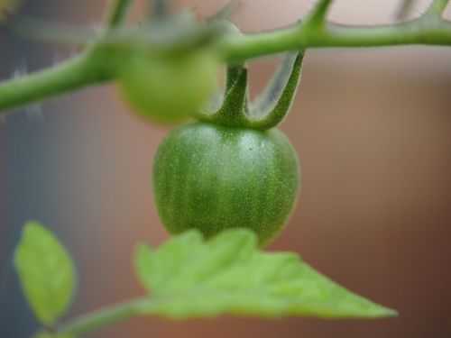 tomato garden produce