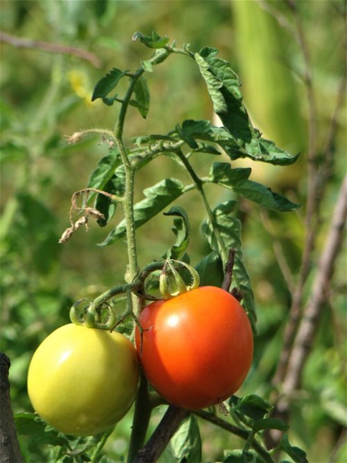 tomato nature red