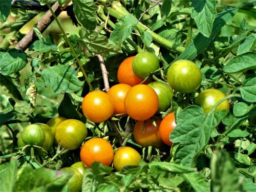 tomato plant nature