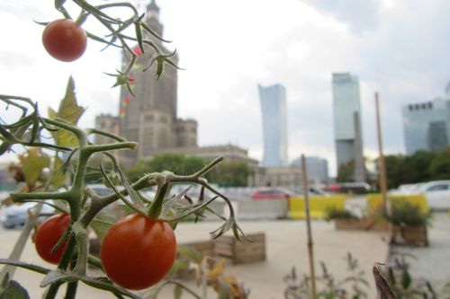 tomato warsaw composition