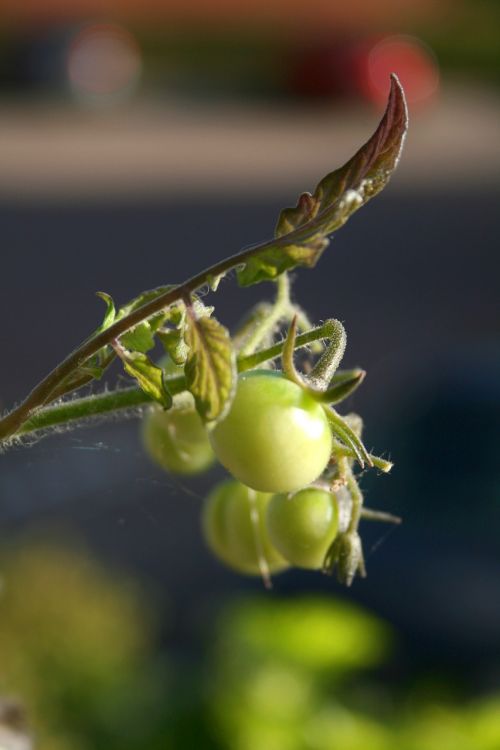 tomato sugar tomato nightshade